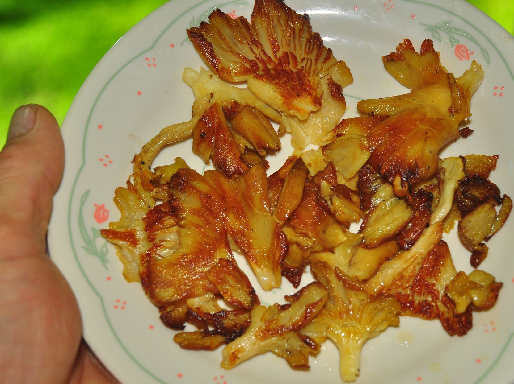 Golden oyster mushrooms